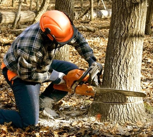 Tree Removal in Cross Anchor, SC